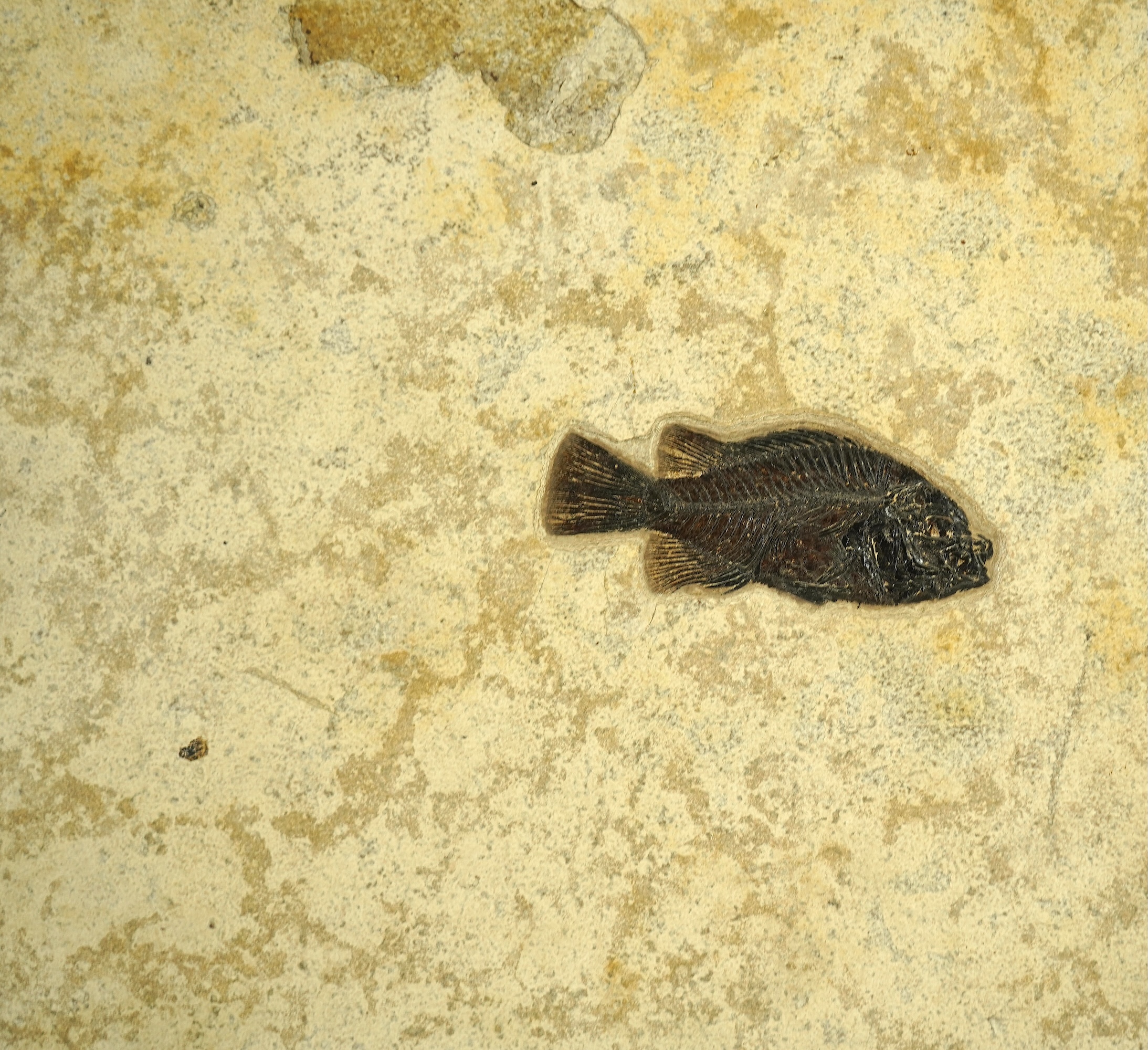 A large and impressive fish fossil triptych